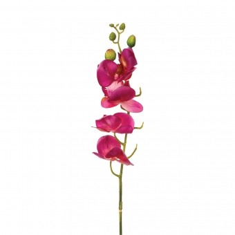S5-TIGE ORCHIDEE H75